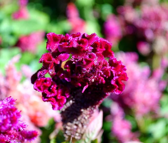 Celosia Cristata Seeds for Planting - 200 Celosia Cristata Seeds Multicolor Flower Seeds for Outdoor Home Garden Flower Seeds Gardening Supplies