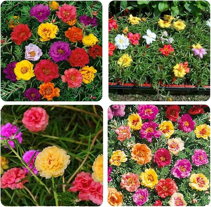 10000+ Portulaca Grandiflora Moss Rose Seeds Mixed Color Spreading for Planting Mexican Sun Rose Rock ROS Heat & Drought Tolerant Ground Cover Plant