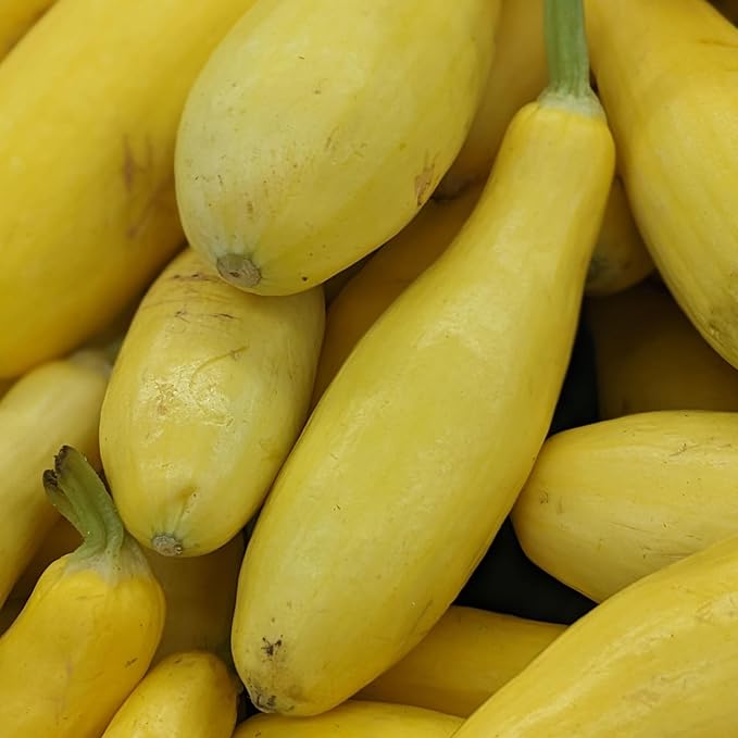 Seed Needs, Straightneck Squash Seeds - 30 Heirloom Seeds for Planting Cucurbita pepo - Delicious Edible Summer Squash to Plant an Outdoor Garden (1 Pack)