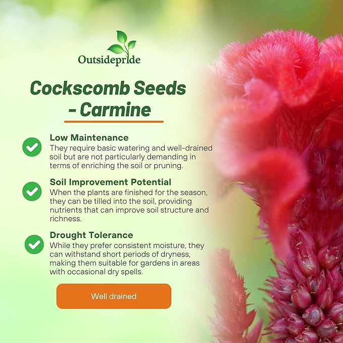 Outsidepride Carmine Cockscomb Seeds - 1000 Pcs Annual Dwarf Celosia Flower Seeds for Planting, Easy to Grow, Heat & Drought-Tolerant Exotic Flowers with Wavy Crests for Colorful Gardens