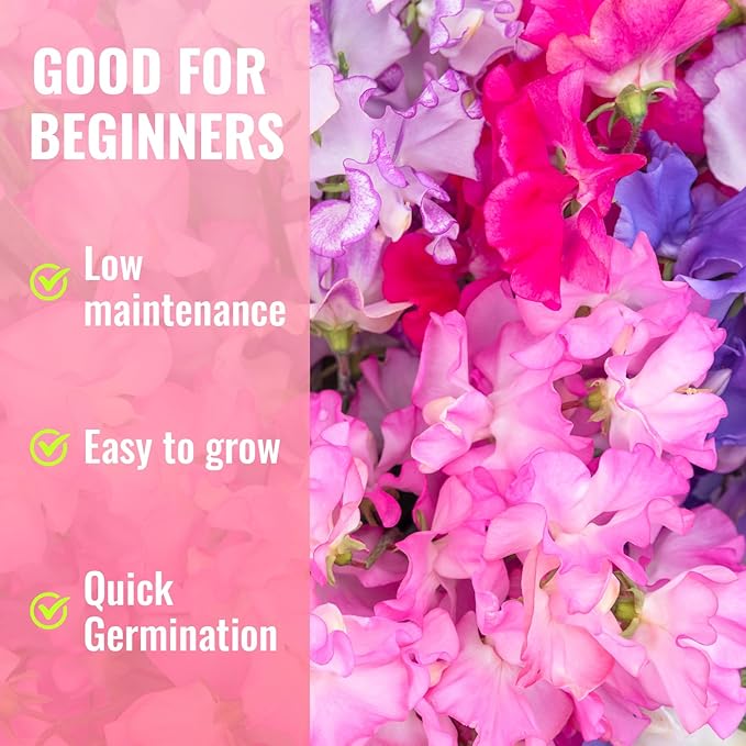 PLANTMEW Sweet Pea Seeds 200 Seeds - Non-GMO Heirloom Organic Seeds Brightly Colored Flowering Vines for Pergolas, Flower Beds, Balconies and Patios