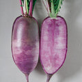 Radish Seeds - Korean - Bora King - Hybrid - 1 g Packet ~100 Seeds - Non-GMO, F1 Hybrid - Asian Garden Vegetable