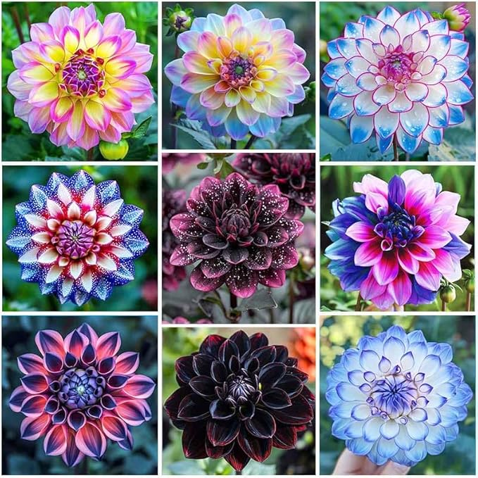 320+ Annual Mix Dahlia Seeds to Plant - Rare Non-GMO Dahlia Seeds, Beautiful Outdoor Flowers