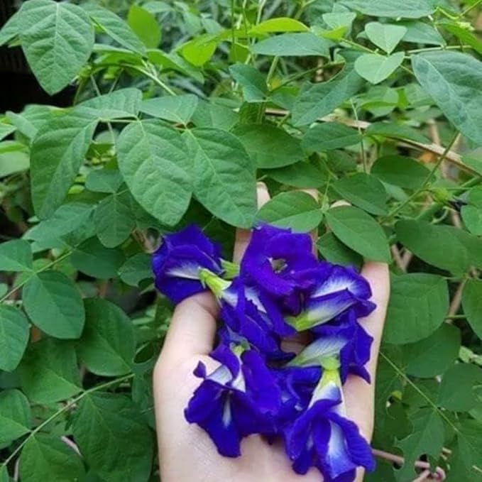 100+ Butterfly Pea Flower Seeds HOA Dau Biec Organic Clitoria Ternatea for Home Garden Blue Butterfly Pea Asian Pigeonwings Tropical Vine Plant Perfect for Tea, Landscaping, and Decorations