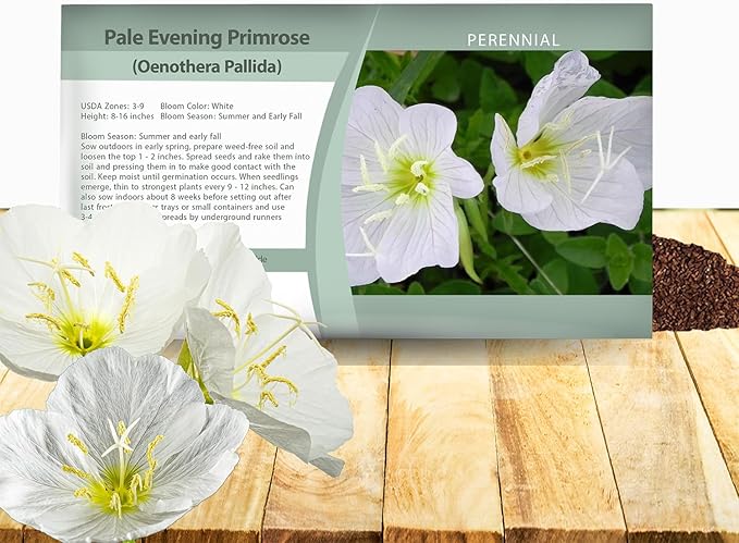 Outsidepride Pale Evening Primrose Seeds - 2000 Pcs Perennial Oenothera Pallida - Fragrant, Drought-Tolerant White Buttercup Blooms for Xeriscaping, Easy-to-Grow, Pollinator-Friendly, Low Maintenance
