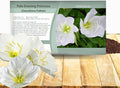 Outsidepride Pale Evening Primrose Seeds - 2000 Pcs Perennial Oenothera Pallida - Fragrant, Drought-Tolerant White Buttercup Blooms for Xeriscaping, Easy-to-Grow, Pollinator-Friendly, Low Maintenance