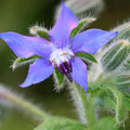 Organic Borage Herb Seeds 1 Oz ~953 Seeds – Heirloom, Non-GMO, Fast-Growing – Attracts Pollinators – Culinary & Medicinal Uses – Ideal for Gardens & Containers