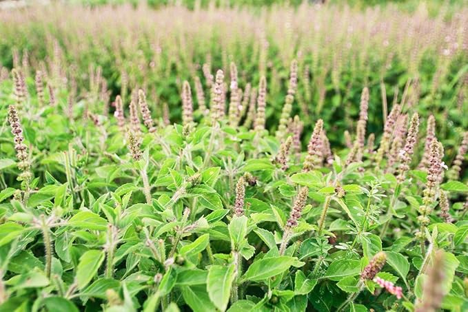 Seeds Ornamental Holy Basil - Indoor Tulasi - Heirloom Herbs - GMO Free