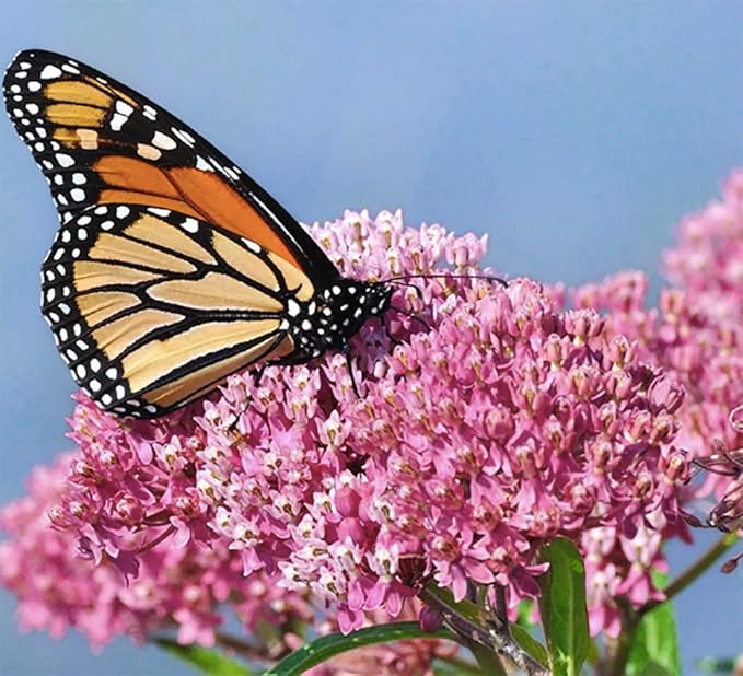 Pink Swamp Milkweed Seeds to Help Save The Monarch Butterflies - Incarnata Milkweed