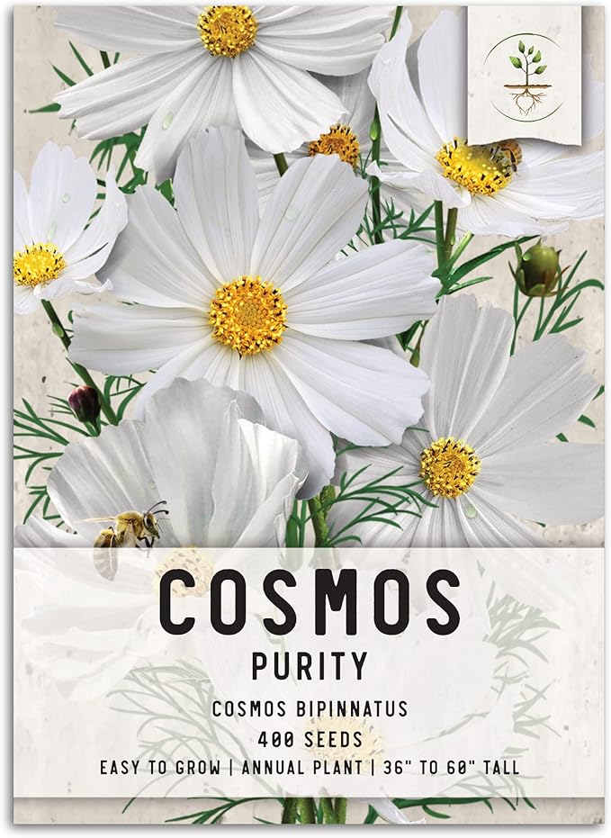 Seed Needs Cosmos Seeds for Planting Purity White Cosmo Flowers - Heirloom & Open Pollinated Wildflowers to Plant & Grow an Outdoor Wildflower Butterfly Garden (1 Pack)