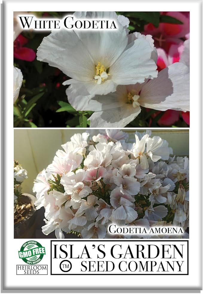 White Godetia Flower Seeds (Clarkia Amoena) – 1500+ Non-GMO Heirloom Seeds, by Isla’s Garden Seeds, Perfect for Planting in Home Gardens, Easy to Grow, Pure White Blooms, Great Gardening Gift