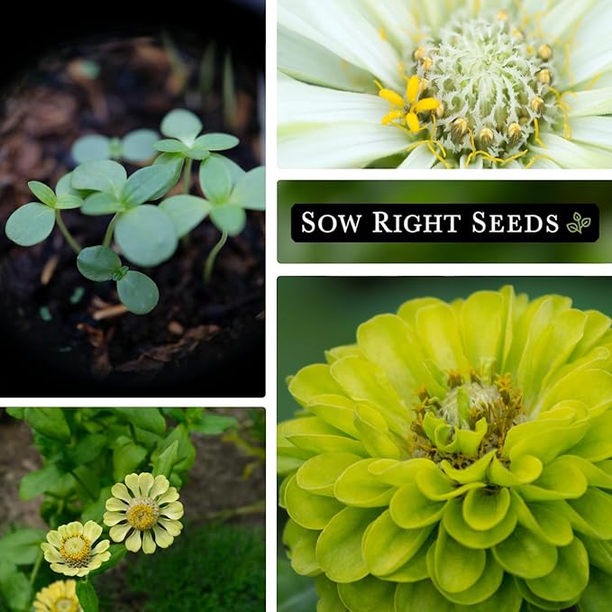 Sow Right Seeds - Zinnia Envy Flower Seeds for Planting - Beautiful Flowers to Plant in Your Garden - Non-GMO Heirloom Seeds - Chartreuse Green Variety - Attract Pollinators - Giant Cut Flower (2)