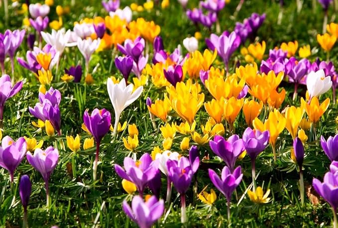 Mixture Crocus Bulbs White Yellow Purple Lilac Green Fall Plant Spring Bloom Large-Flowering Crocus Species Botanical Size 6+ (10, Mix Color)