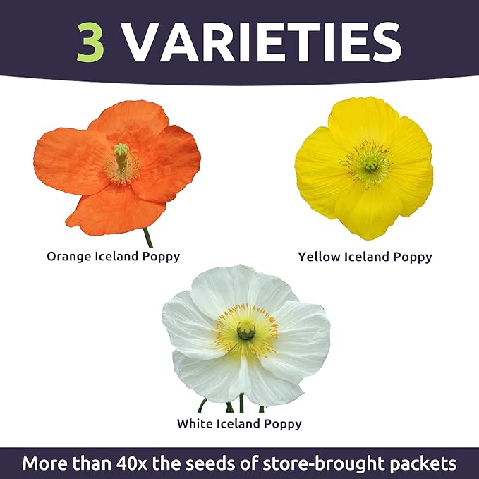 Poppy - Iceland - Bulk 2 Ounce Pouch - 300,000 Flower Seeds for Planting - Papaver nudicaule