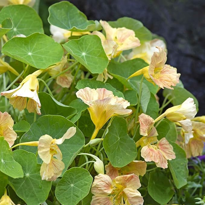 Eden Brothers Nasturtium Seeds - Tip Top Pink Blush