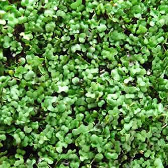 Bulk Salad Mix Microgreens Seeds – 4 Oz – Non-GMO Blend of Broccoli, Kale, Kohlrabi, Cabbage & Arugula – High-Germination for Indoor Micro Greens, Hydroponic Growing & Home Gardening