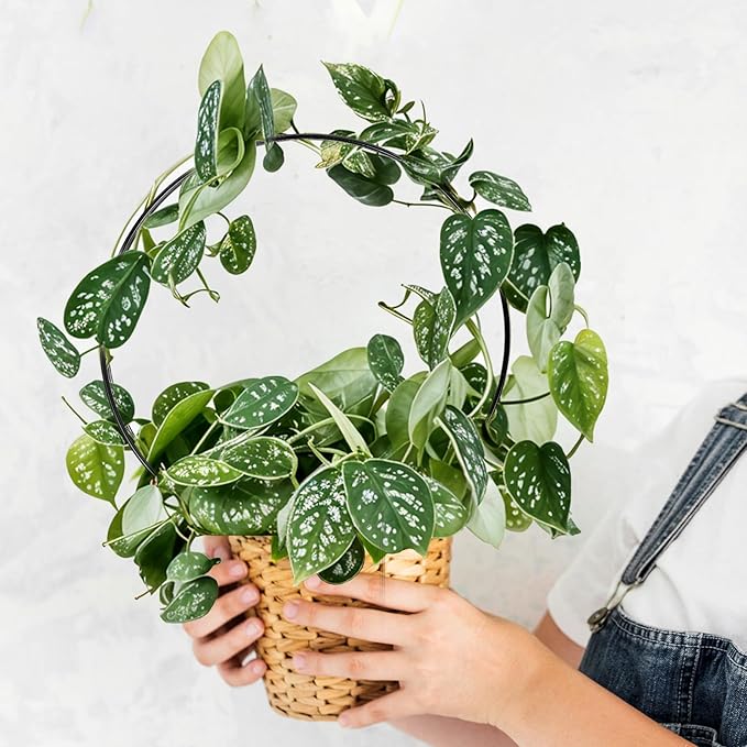 10 Pcs Small Trellis for Climbing Plants, Indoor Outdoor Plant Trellis, Circle Trelli Plant Supports for Potted Plants Vines Hoya Flower Topiary Frames