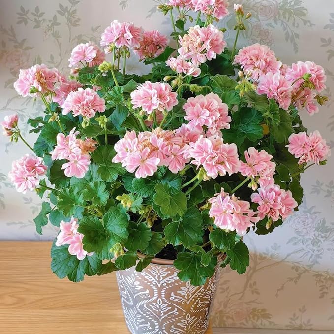 10 Violet Geraniums Seeds for Planting, Rare Violet Double Geraniums Seeds, Perennial Flower Plant for Garden Home Attract Pollinators
