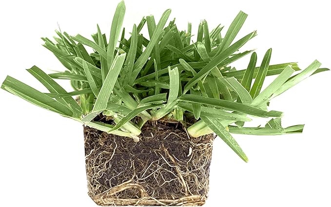 St. Augustine 'Floratam' 3 Inch Sod Plugs - 6 Extra Large Live Plugs - Drought, Salt and Shade Tolerant Turf Grass