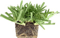 St. Augustine 'Floratam' 3 Inch Sod Plugs - 9 Extra Large Live Plugs - Drought, Salt and Shade Tolerant Turf Grass