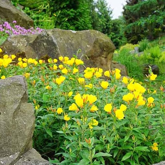 100 X Yellow Evening Primrose Seeds for Planting Outdoor Grow Flowers in Pots Basket Gardens Multicolor Flowers Seeds