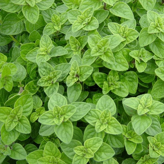 Joyous Jiffy "Herb" Collection #1 - (2) Round 3x3 Jiffy pots, (2) Soil Peat Pellets, (1) 25+ Oregano Seed Pack and (1) 25+ Sweet Genovese Basil Seed Pack. - Country Creek LLC