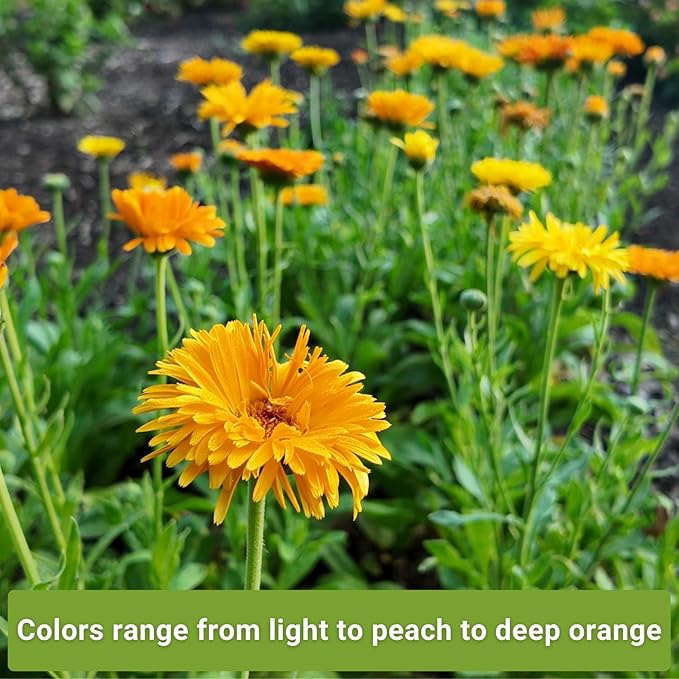 Sow Right Seeds - Calendula Seed Collection for Planting - Non-GMO Heirloom Packets, Instructions to Plant a Home Garden - Medicinal Blooms for Pollinators - 4 Varieties in Orange, Apricot, and More
