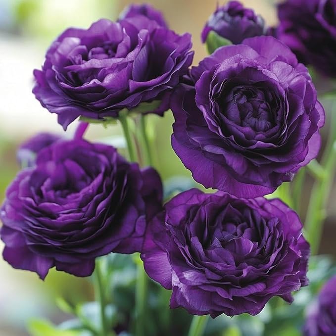 950+ Mixed Lisianthus Seeds for Planting Outdoor -Lisianthus Thornless Roses Plants Flowers Non-GMO Heirloom