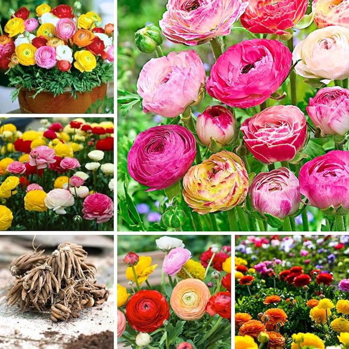 Set 50 Ranunculus Bulbs for Planting, Mix Ranunculus Corms Bulk, Butterfly Ranunculus Flowers Bulbs Spring Fall, Peony Buttercup Ranunculus