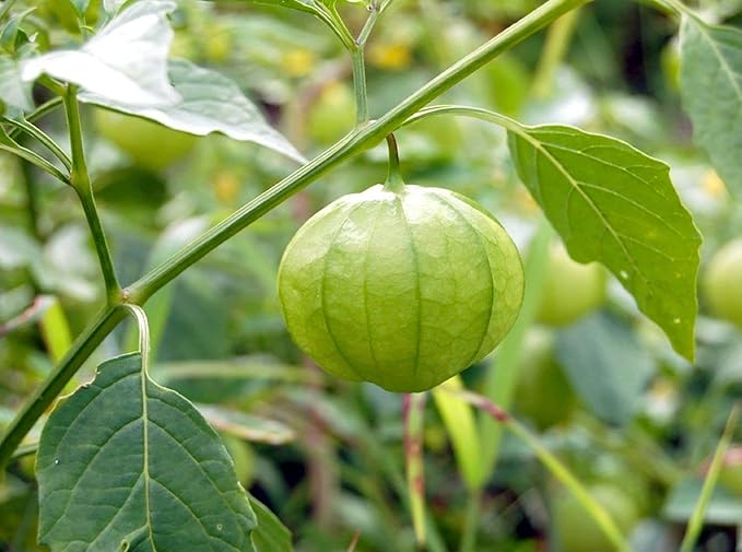 Seeds4planting - Seeds Mexican Husk Tomatillo Green Physalis Vegetable Non GMO Heirloom for Planting