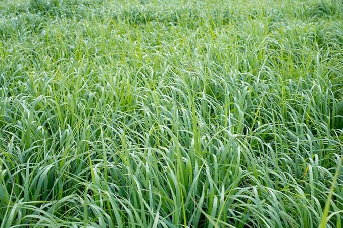 Native Grass Seed Blend - Big Bluestem, Little Bluestem, Indiangrass, RC Big Rock Switchgrass (1, Ounces)