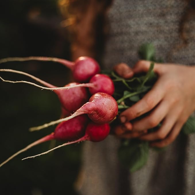 Pink Celebration Radish - 150 Seeds - Heirloom & Open-Pollinated Variety, Easy-to-Grow & Fast-Growing, Non-GMO Vegetable Seeds for Planting Indoors or Outdoors in The Home Garden, Thresh Seed Company
