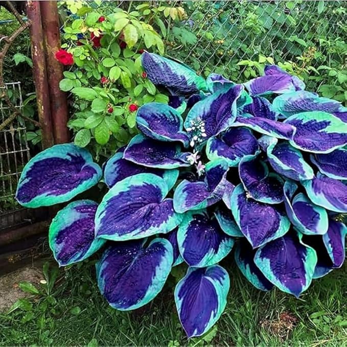 285+ Hostas Seeds Dark Blue for Planting-Hostas Seeds Blue Perennials- Rare Hosta Seed Midnight Blue Plants Non-GMO Heirloom for Outside Garden Home