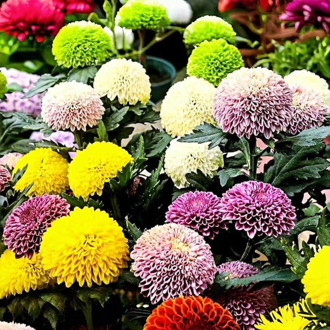 Ping Pong Chrysanthemum Flower Seeds – 500pcs Mixed Colors – Non-GMO Perennial Blooms for Garden & Home Decoration
