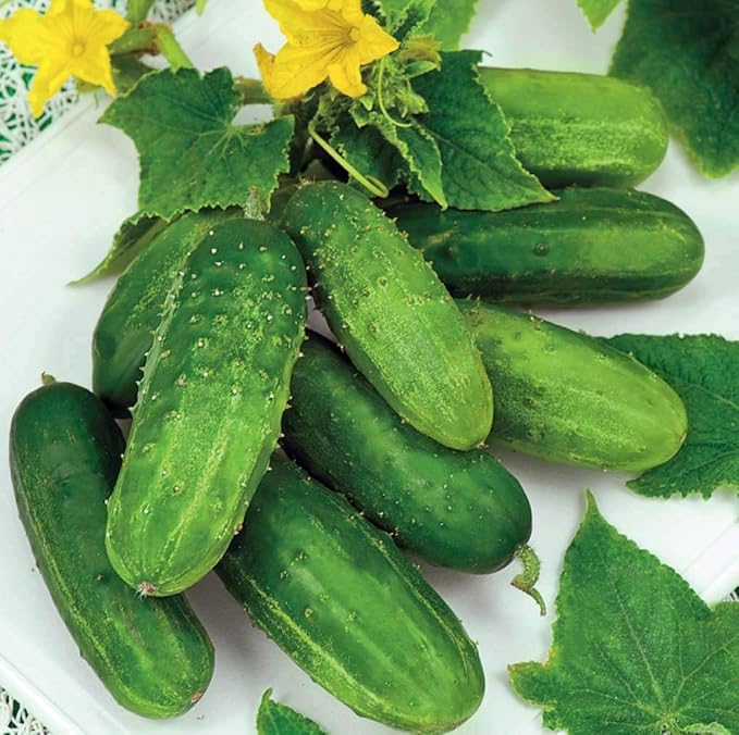 Seeds Vegetable Bush Type Cucumber 45 Days for Pickling Planting Non GMO - 40 Seeds