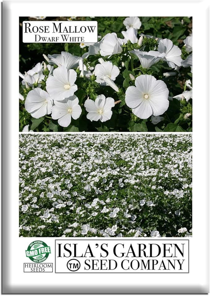 Dwarf White Rose Mallow Flower Seeds (Lavatera trimestris) – 100+ Heirloom Seeds per Packet, by Isla’s Garden Seeds, Compact Blooms for Home Gardens, Borders, Containers, Summer Flowers, Gift Idea