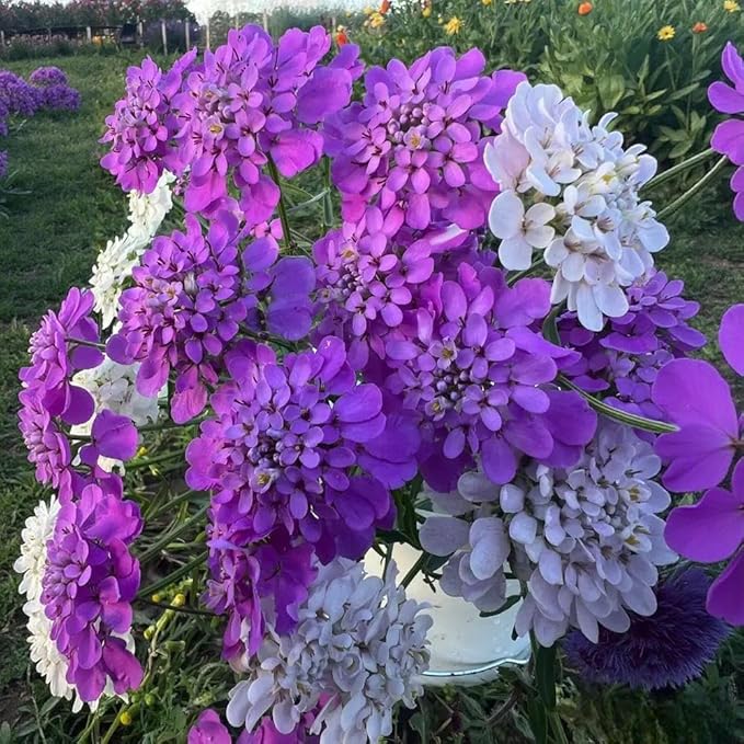2000+ Mixed Candytuft Flower Seeds - Perennial Plant for Outdoor Planting, Attracts Pollinators, Deer & Rabbit Resistant, Ideal Ground Cover for Garden