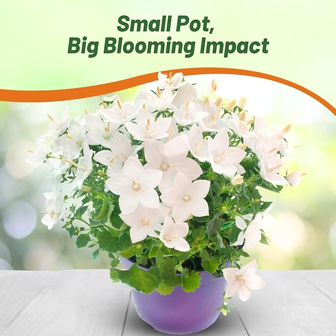 Outsidepride White Bellflower Seeds for Planting - 10000 Pcs Perennial Mat-Forming Flower Seeds with Bell Shaped Blooms & Low Growth Habit for Edging Pollinator Gardens, Containers, & Borders