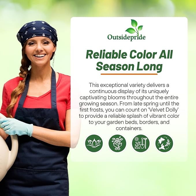 Outsidepride Painted Tongue Salpiglossis Seeds - 10000 Pcs. Annual, Versatile & Pollinator Friendly, Flower Seeds for Planting Vibrant Trumpet-Shaped Mixed Blooms for Garden Beds & Cut Flower Bouquets