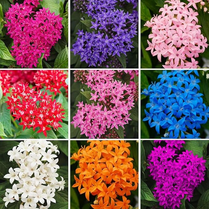 110+ Perennial Pentas Lucky Star Flower Seeds for Planting Outdoor-Non-GMO Heirloom Garden Decoration