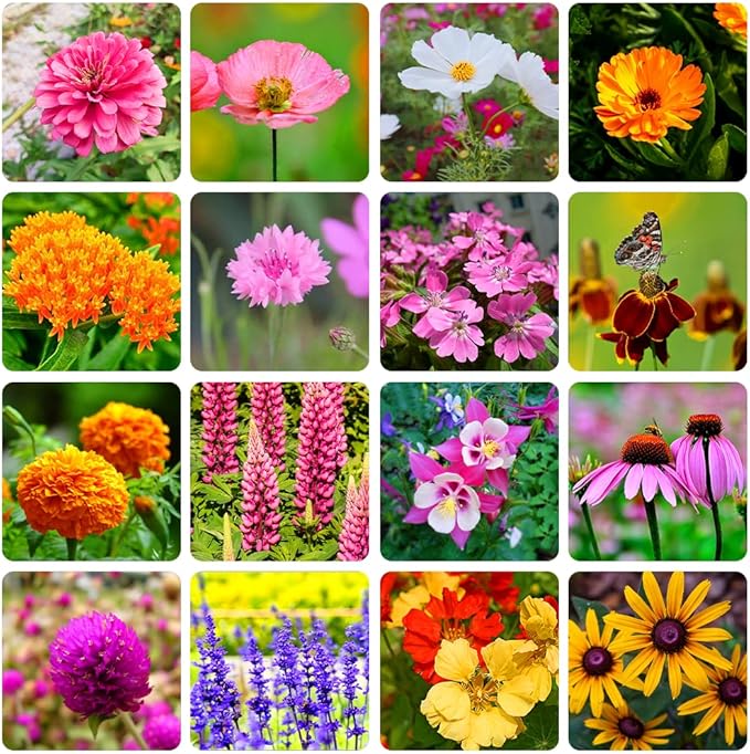 10000+ Perennial Mix Wildflower Seeds 16 Assorted of Heirloom Flower -1oz Zinnia Poppy Crimson Clover Milkweed Lupine Marigold Mexican Hat Sage Nasturtium