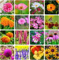 10000+ Perennial Mix Wildflower Seeds 16 Assorted of Heirloom Flower -1oz Zinnia Poppy Crimson Clover Milkweed Lupine Marigold Mexican Hat Sage Nasturtium