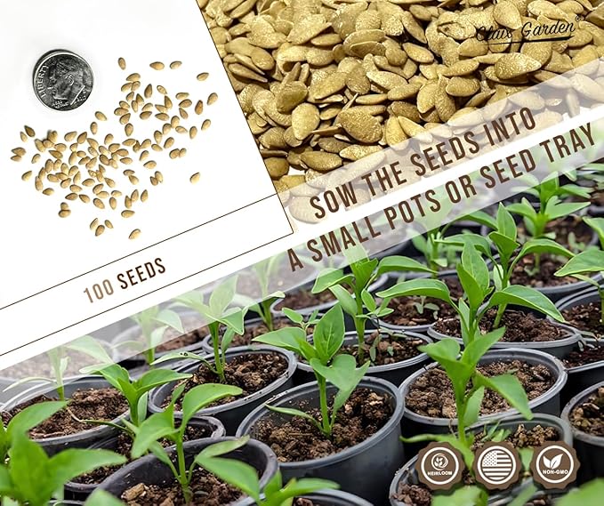 Cucamelon Seeds - Mexican Sour Gherkin - 100 Seeds - Heirloom, Non-GMO and Untreated, Excellent for Any Home Garden, Low Maintenance, Delicious Flavor