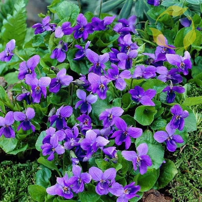 Mixrug 1000+ Viola Seeds -Sweet Violet Flower Seeds for Planting Outdoors,Perennial Viola Violets Flower Seed Non-GMO Fragrant Attract Butterflies & Open Pollinated for Home Garden