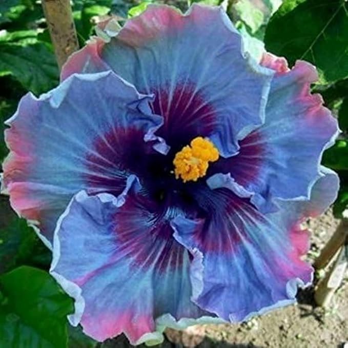 Hibiscus Flower Seeds, 30 Seeds, Hardy Perennial, Non-GMO, Tropical Garden Plants