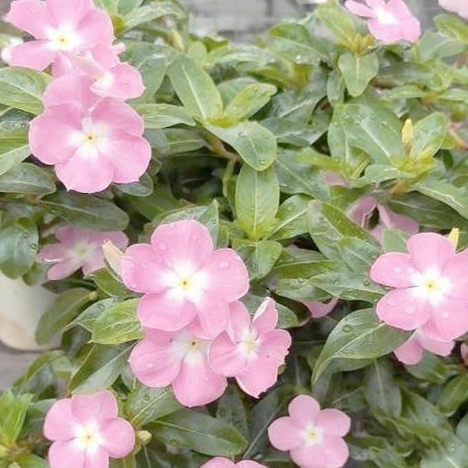 1000+ Perennial Vinca Periwinkle Flower Seeds, Mixed Color Heirloom Vinca Periwinkle Flower Seeds, Ground Cover Seeds for Home Garden and Outdoor
