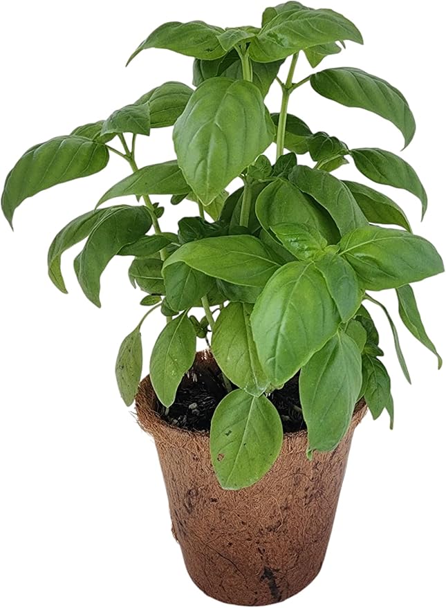 Plant-It Starters Plant Seeds 4-Pack, DIY Indoor Succulents and Live Plants for Home or Garden Planting, Sweet Basil