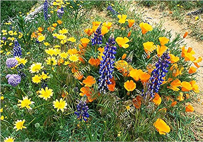 California Native Mixed Wildflowers - 10,000 Seeds Approximately