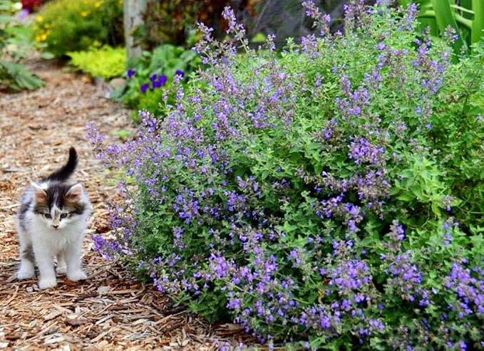 Catnip Seeds for Planting 100+ Seeds for Planting Non-GMO Catmint Catwort Field Balm