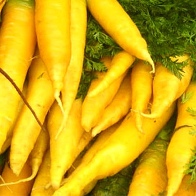 Organic Solar Yellow Carrot Seed - 1/4 LB ~72,800 Seeds - Non-GMO, Open Pollinated, Heirloom, Vegetable Gardening Seeds